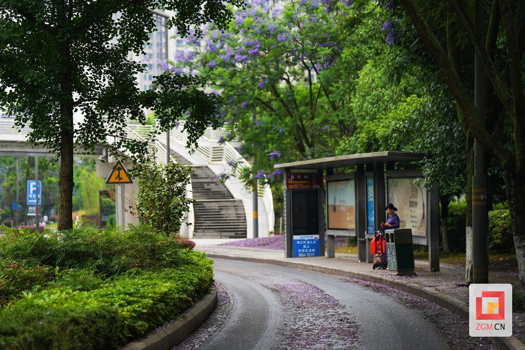雨后的公交站铺满花瓣.jpg