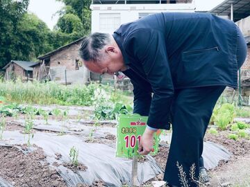 自流井区桂花村：251块小菜地成了城里人的香饽饽