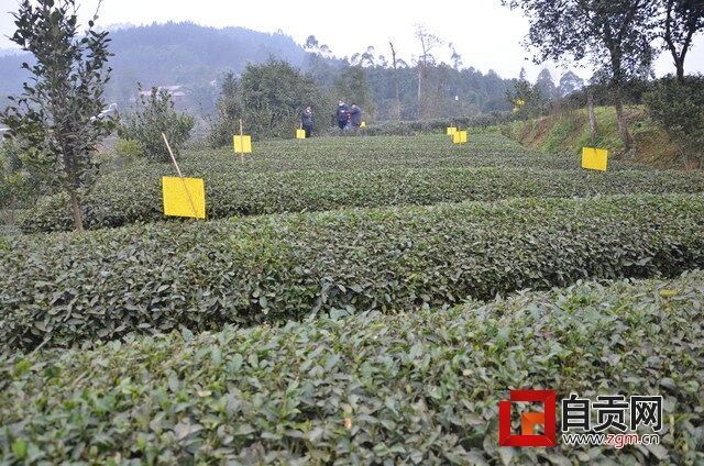 茶葉露出尖尖角.JPG