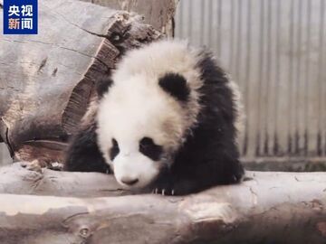 大熊猫“家美”的幼崽因病死亡