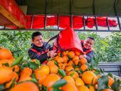 桥头镇：冬日橘园飘果香