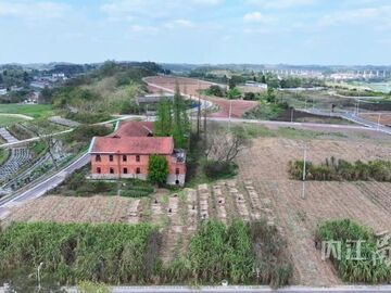 内自同城 | 甘蔗种质资源圃迎丰收 内江“甜蜜产业”再添新动能