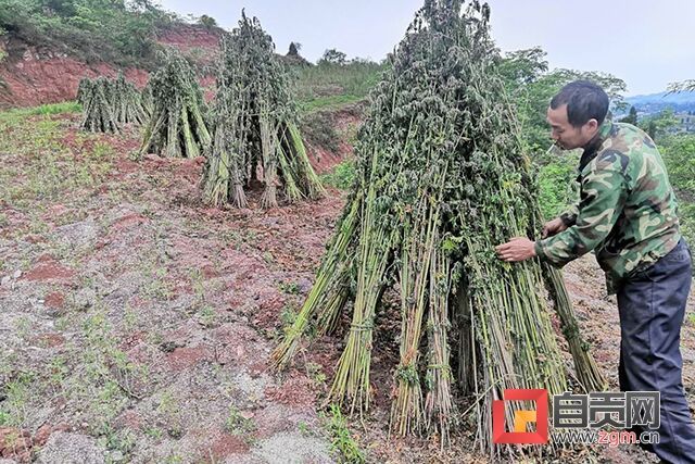 收割益母草.jpg