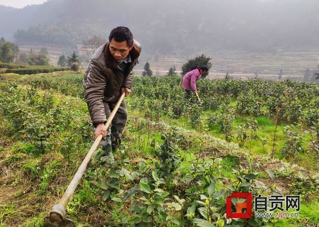 管護茶樹.jpg