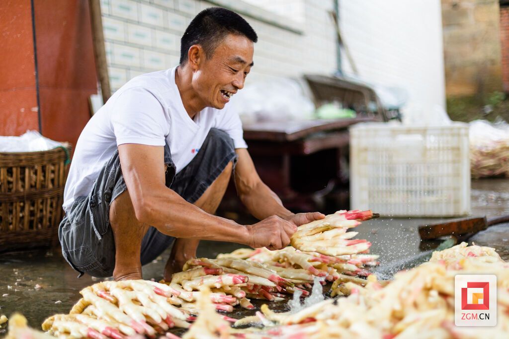 大安区团结镇的生姜远近闻名，今年缪体明一家种的10亩生姜大丰收。