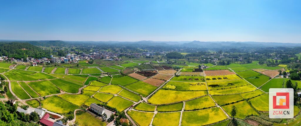 李秋玥 荣县观山镇赖河坝粮油(稻渔)现代农业园区水稻金黄一片.jpg