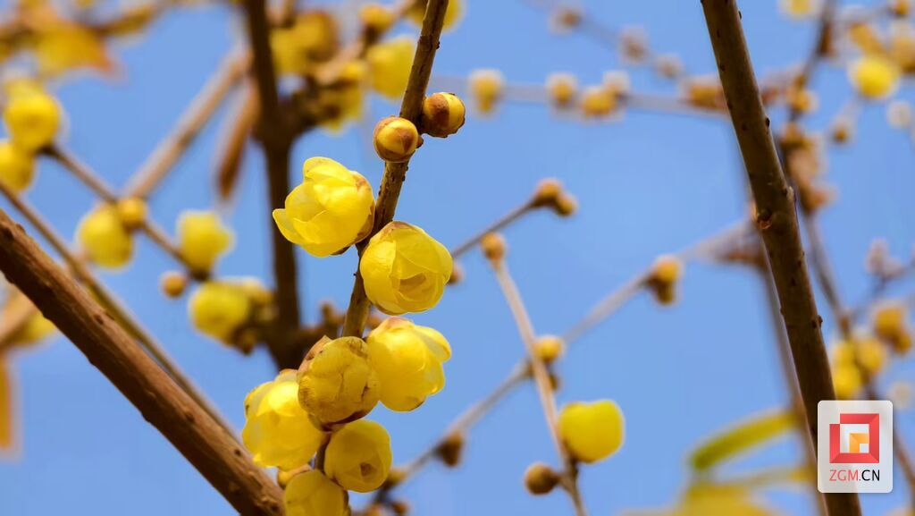 盐都植物园腊梅花记者 罗祥瑞摄.jpg