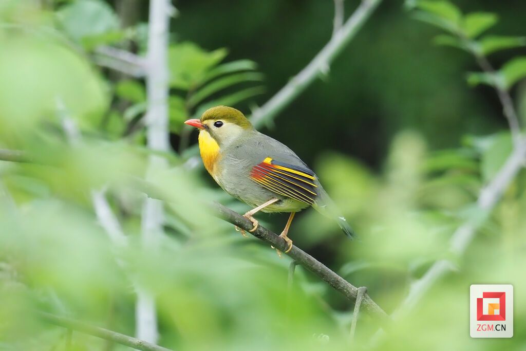 紅嘴相思鳥.jpg