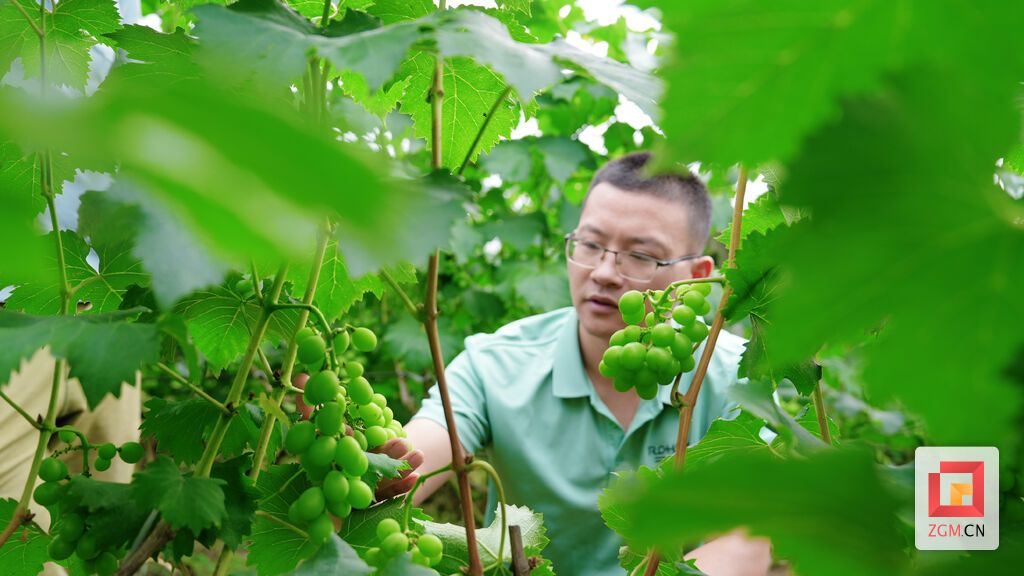 张超查看葡萄生长  白可摄.jpg