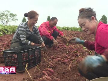 自贡新闻｜亩利超4000元 贡井“双薯轮作”解锁丘区增收密码