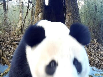 世界野生动植物日｜凉山限定·“萌兽”拜大年