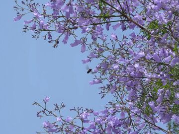 【盐都发端 多彩贡井】蓝花楹盛开，紫色花海等你来打卡！