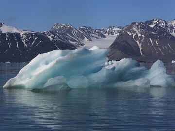 海冰融化致冰面缩小 挪威北极熊“变胖了”