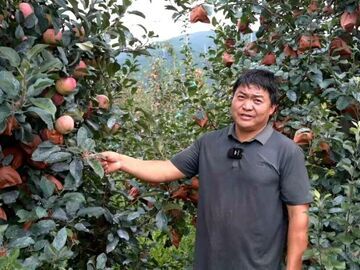 我的乡村超安逸丨从工地到果园：邓中福和他的“苹果梦”