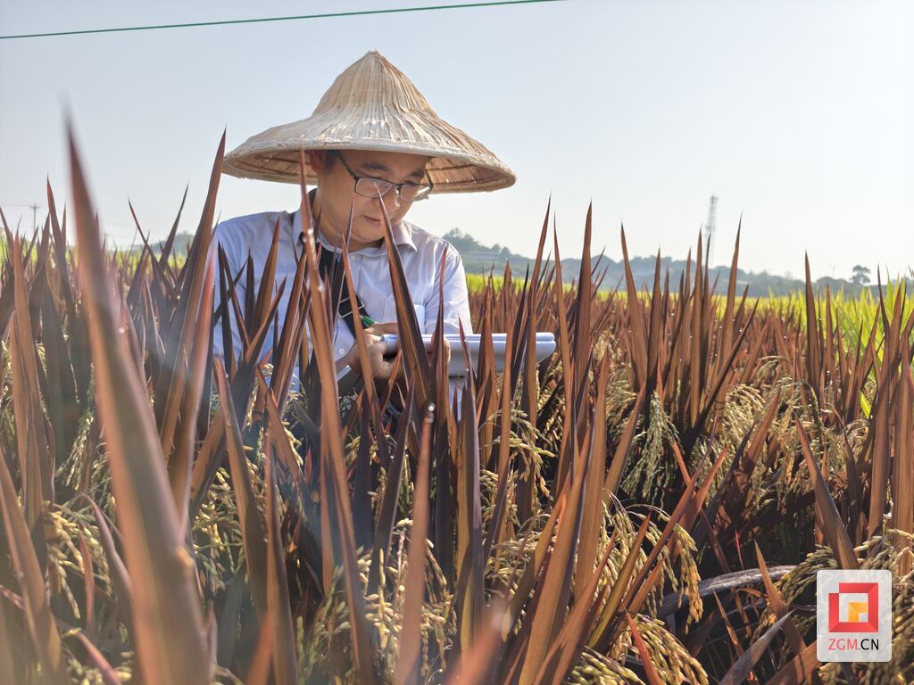 水稻生长全周期跟踪管理记录 记者 曾鹏程摄.jpg