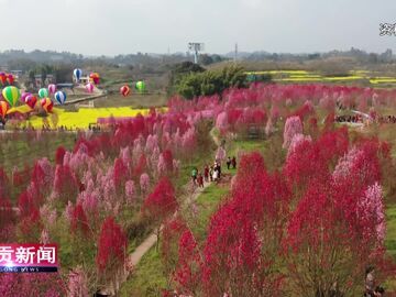 自贡新闻｜解锁农文旅消费新体验 板桥镇国庆乡村游火爆出圈