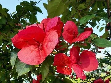 内自同城 | 随手出片！内江这处三角梅花墙太好拍