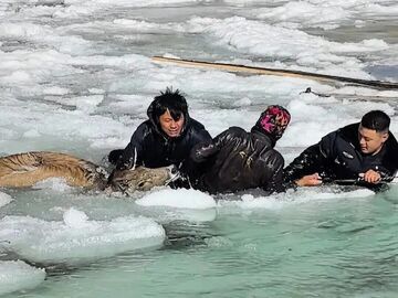 甘孜州：警民合力破冰救助白唇鹿 获人民日报央视等媒体点赞