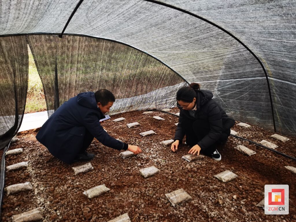 4-圖為到村集體經濟產業(yè)園查看羊肚菌種植情況.JPG