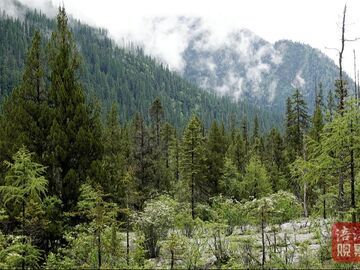 绵阳平武：高山兰花秘境迎来最美季，珍稀杓兰引学界关注