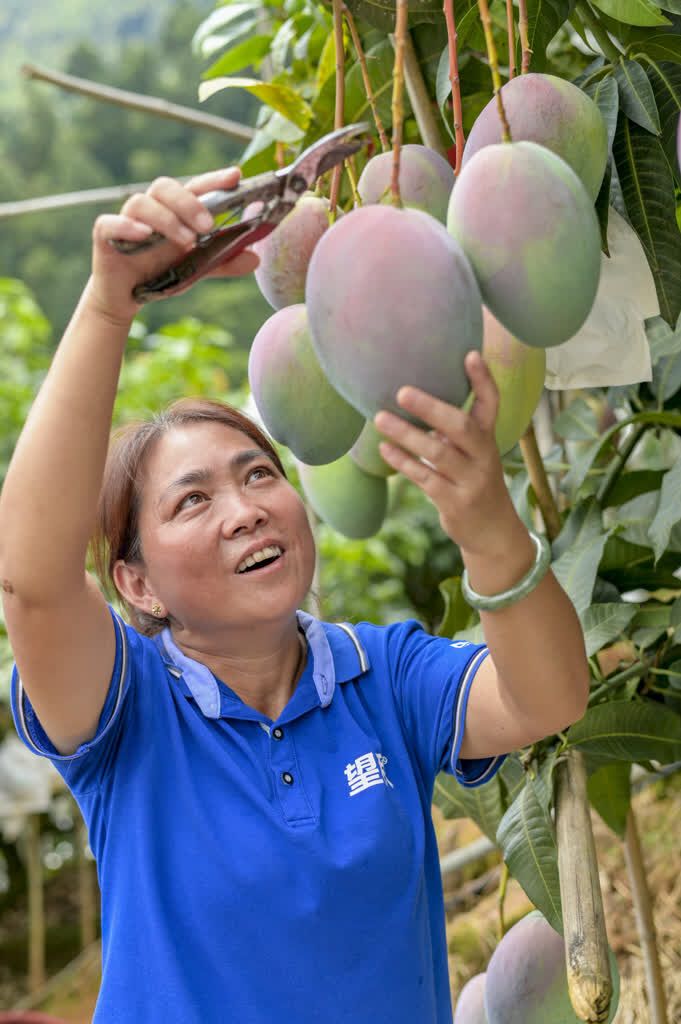 务本乡葩地村采摘晚熟芒果 杨永摄影 (45).jpg