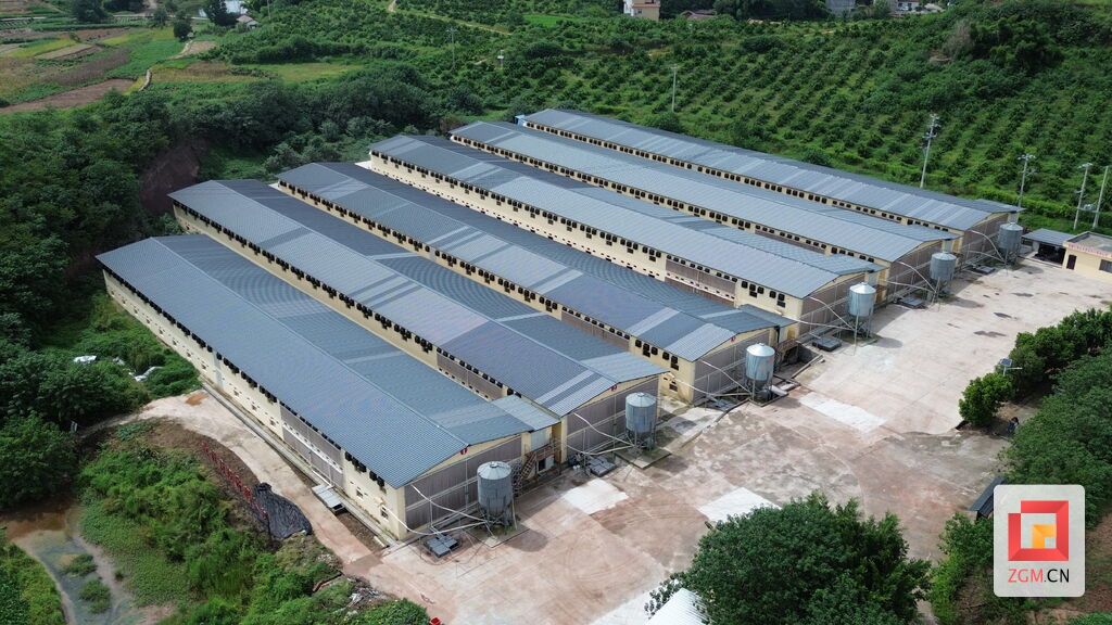 黄桷村现代化双层鸡棚.jpg