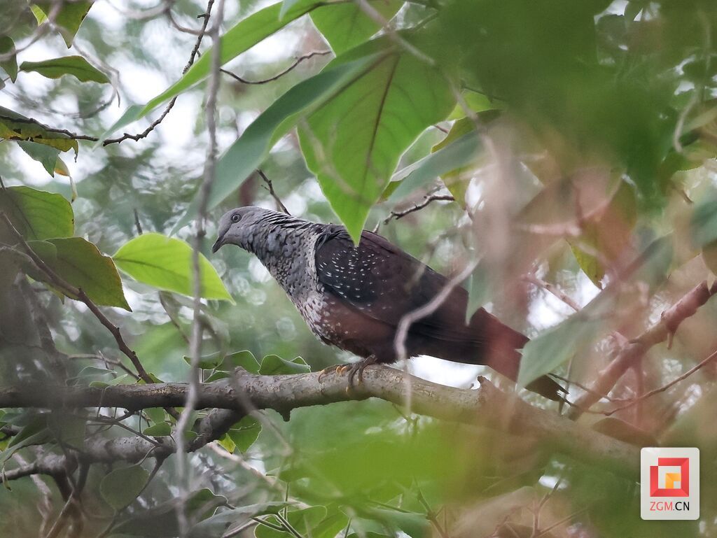 斑林鸽 拍摄：郑林.jpg