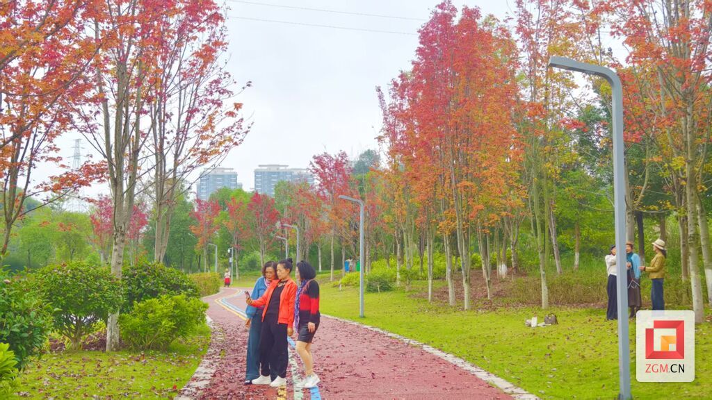 市民在初冬的阳光下拍摄红枫叶 记者 罗祥瑞 摄.jpg