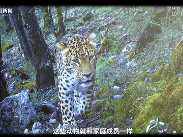 凉山大山里的追豹人：十年安装270个红外摄像机，给每一头豹子起名字