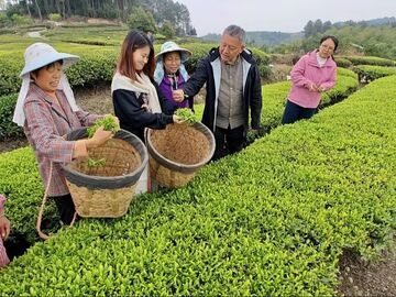 记者蹲点 | 荣县旭阳镇：松风添茶韵 匠心兴茶乡