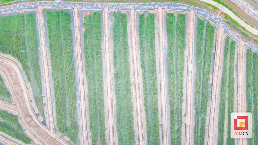 DJI_0959.jpg