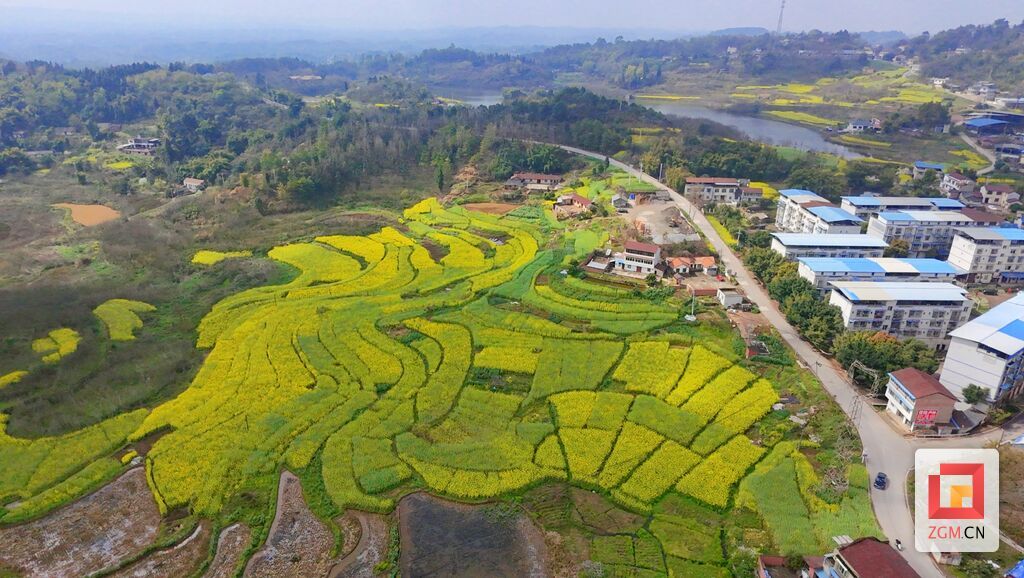 富顺县永年镇菜田村油菜花盛开 记者 罗祥瑞 摄 (2).jpg
