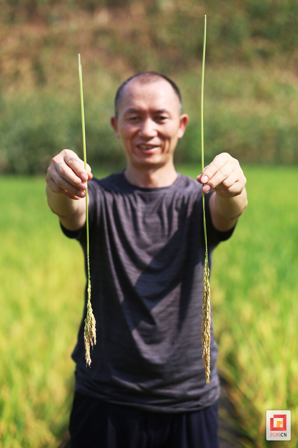 试种水稻（图右）与原有水稻谷粒比较