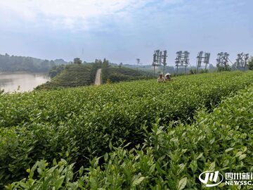 旧校舍焕新颜，茶产业启新程！解锁乐山方井村的富民密码