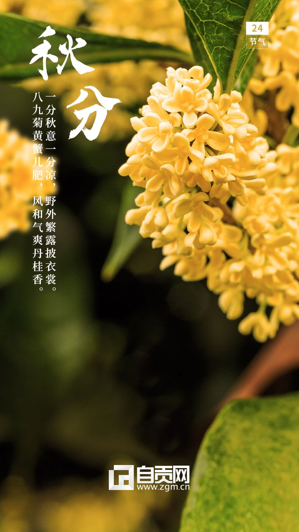 通用秋分節(jié)氣祝福實景手機海報(2).jpg