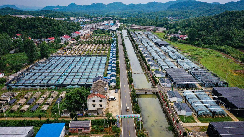 随县三里岗镇吉祥寺村香菇基地2 拍摄:李文军.JPG