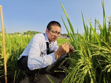 【榜样力量】田埂筑初心 良种守粮安——记自贡市农业科学研究院党支部宣传委员、粮作研究所所长鄢圣敏