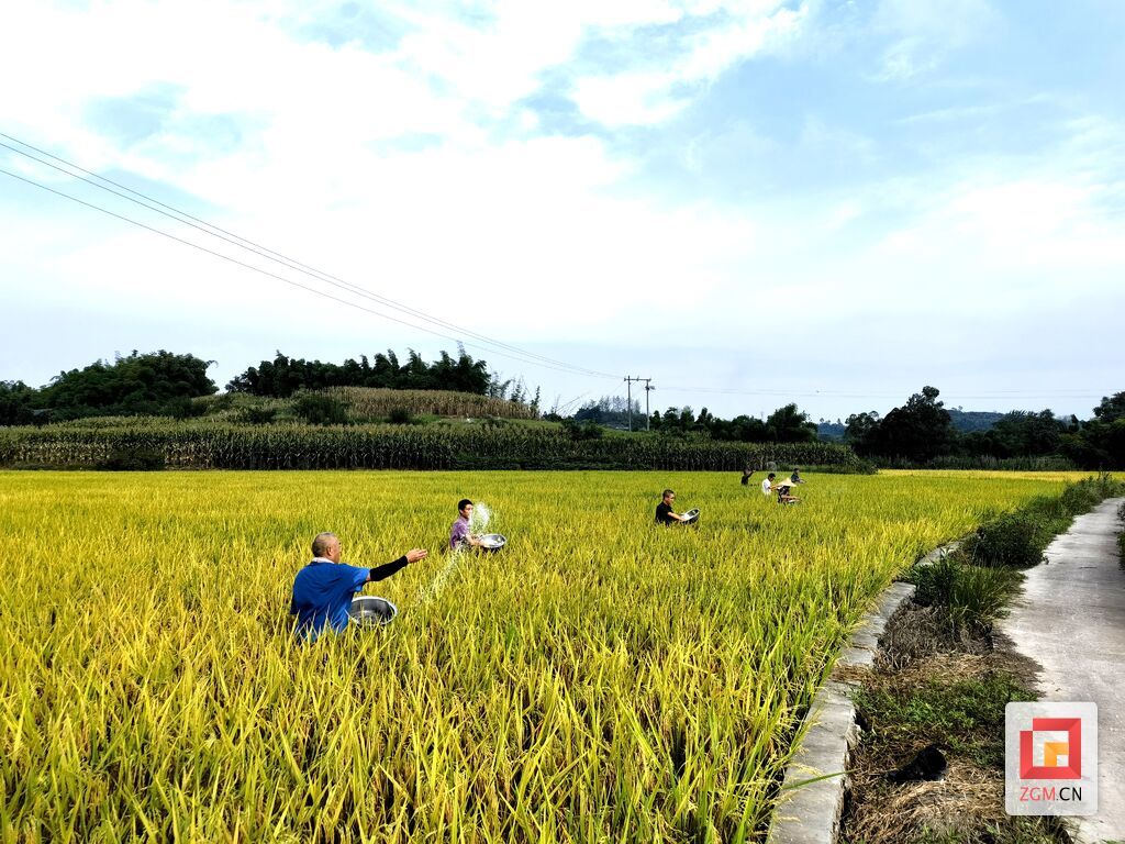 水稻施催熟芽肥-1.jpg