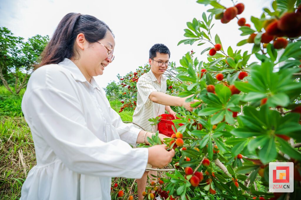杨梅成熟,许多人慕名前来体验采摘的乐趣。 记者 宋姿熠 摄.jpg
