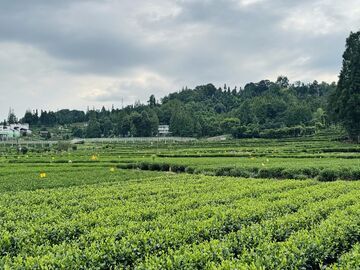 雅安：一枚“绿码”刷出4000亩茶园新身价