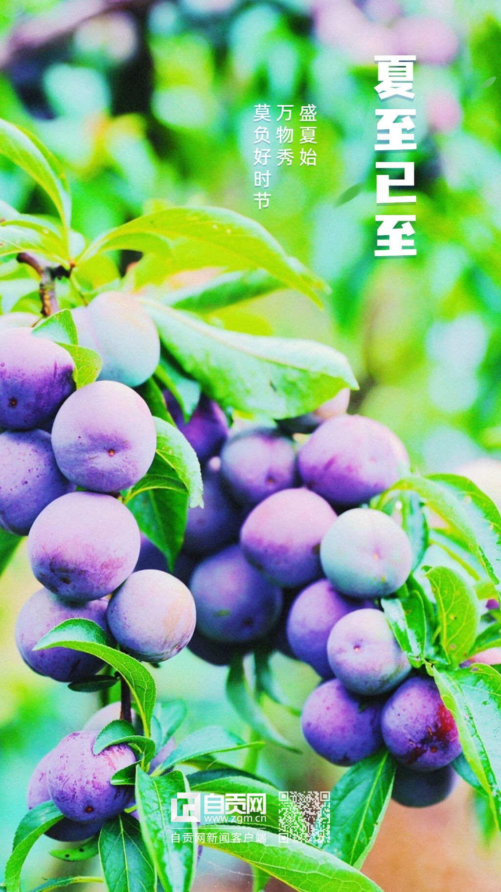 餐飲夏至節(jié)氣祝福手機(jī)海報(bào).jpg
