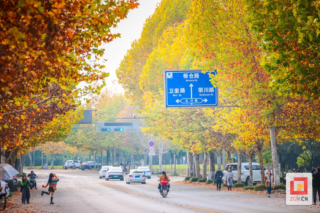 板仓工业园区的梧桐大道迎来了一年中的高光时刻，市民们纷纷走进这片金色世界 记者 宋姿熠 摄.jpg