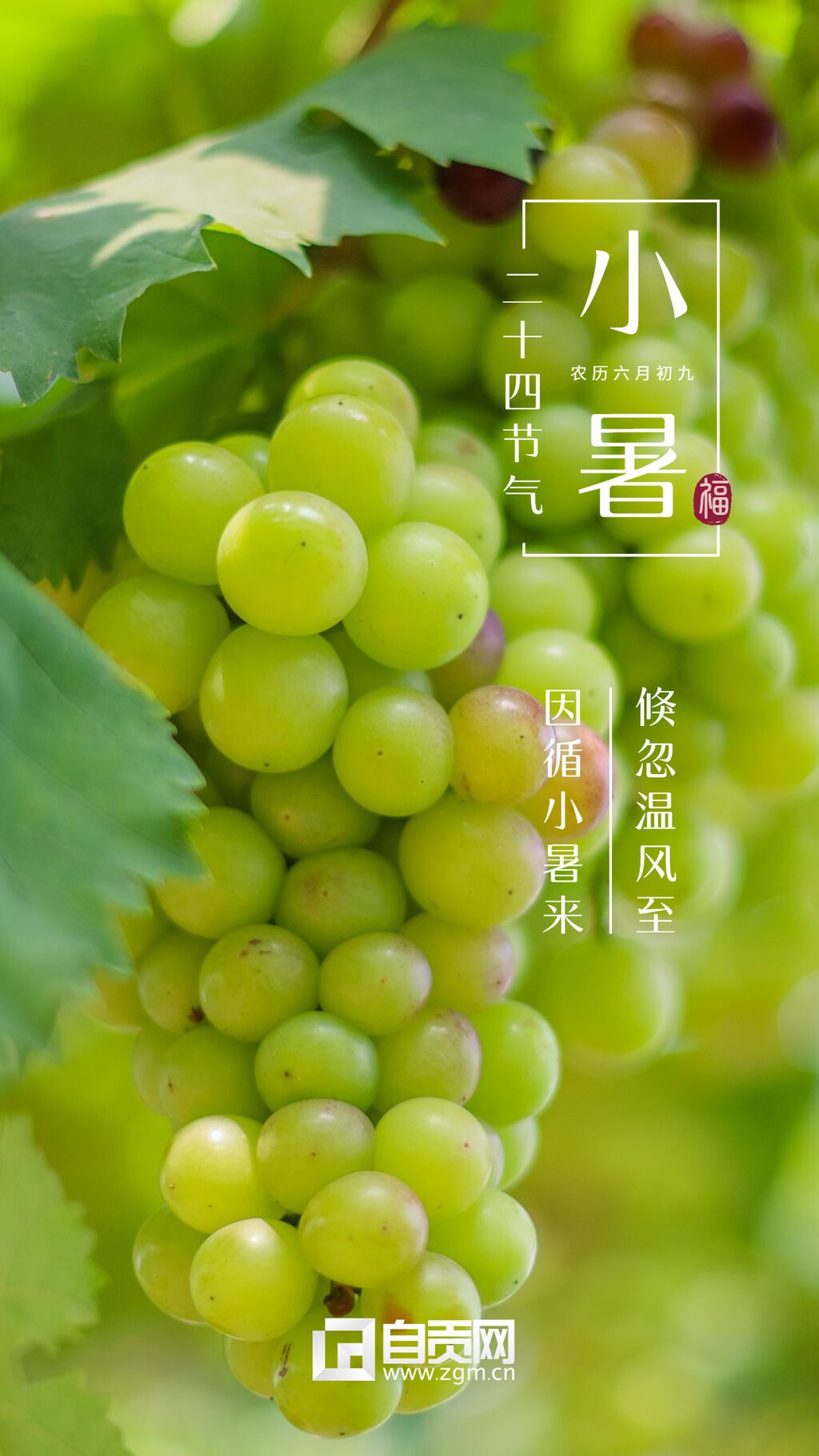 小暑海報(bào).jpg