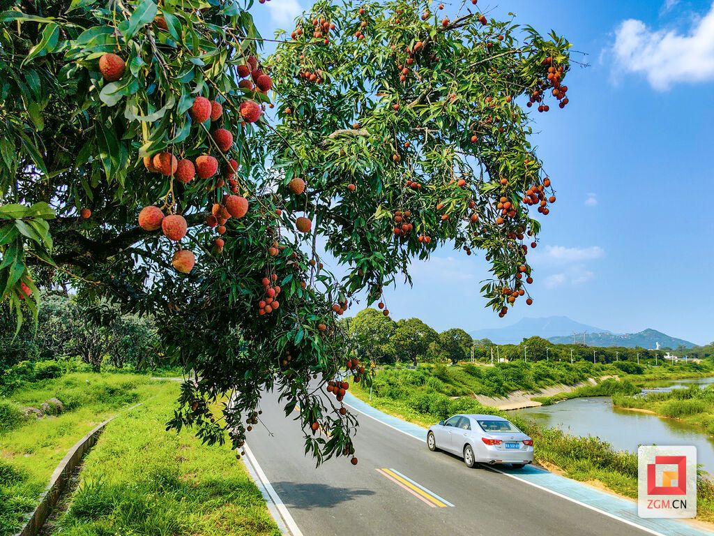 紅荔滿枝頭.jpg