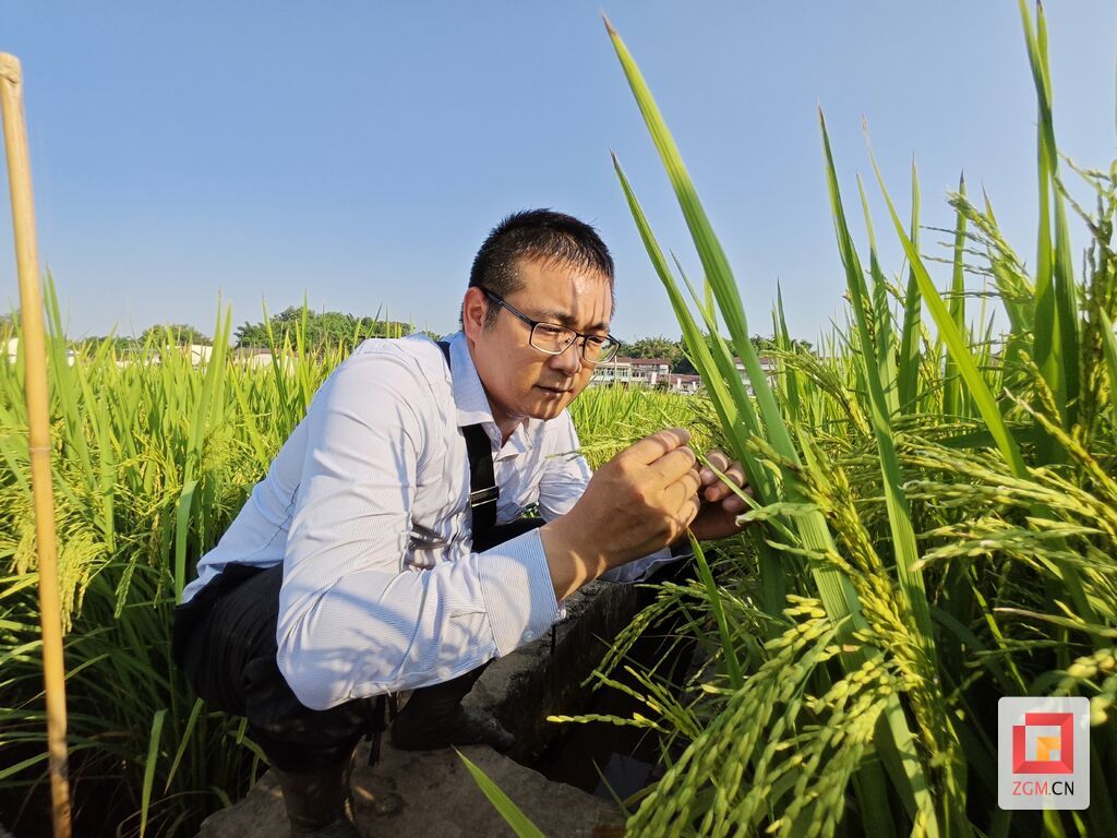 鄢圣敏立志培育适合川南地区的优质粮种。 记者 曾鹏程摄.jpg