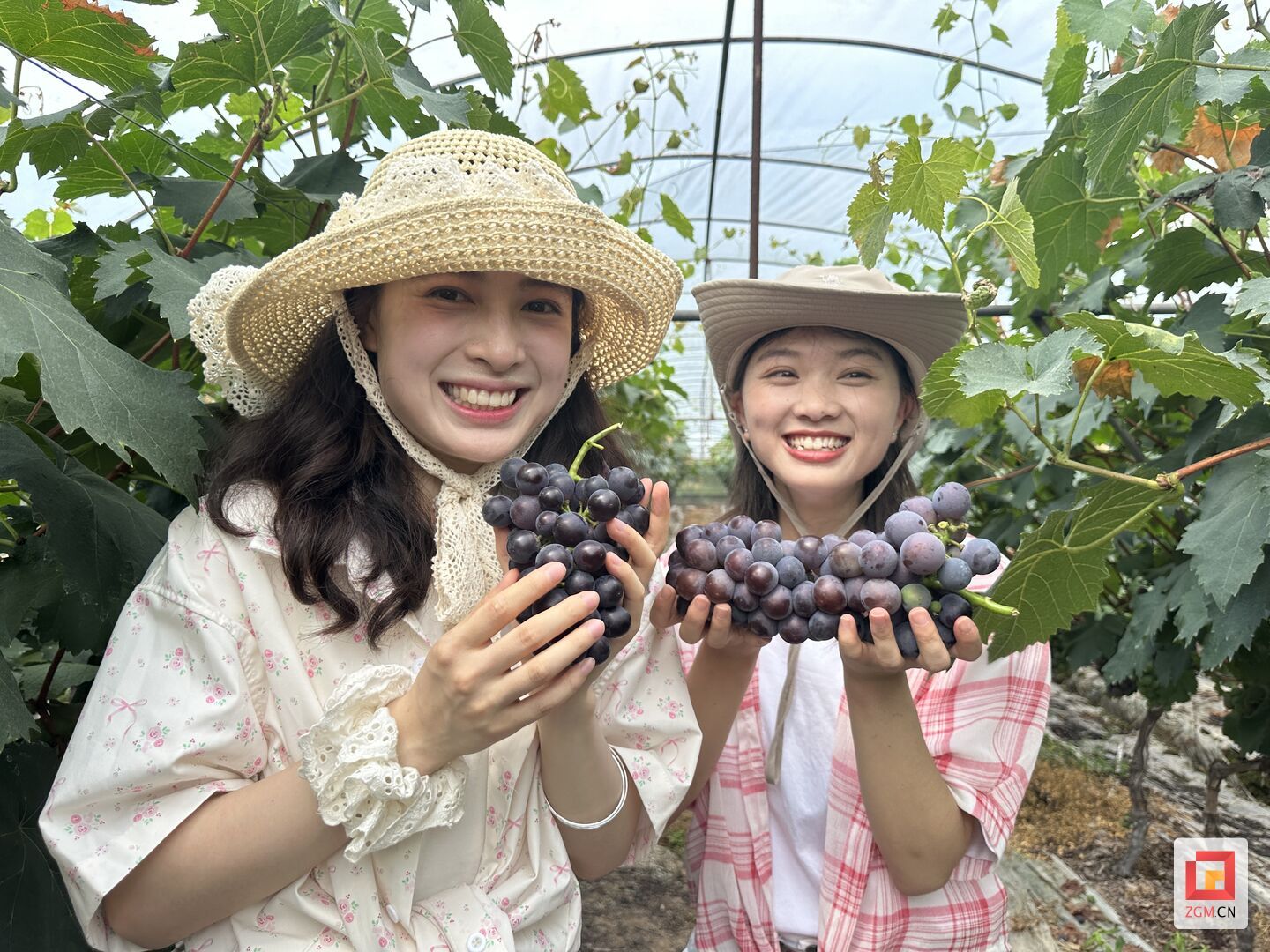 乡村行 看振兴丨富顺“甜蜜产业”赋能乡村振兴 果香满园绘就共富图景 - 自贡网 - 在这里，读懂盐都