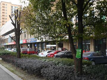 百万网友围观、多方接力救护：一棵“垂危”的行道树，与一座城的温情回应