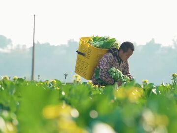 山海同“烹”一味“鲜”——“雁江菜心”飘香粤港澳餐桌