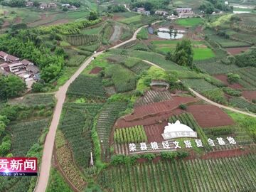 自贡新闻｜10万亩粮经复合种植结硕果 田园荣州擦亮特色农业金字招牌