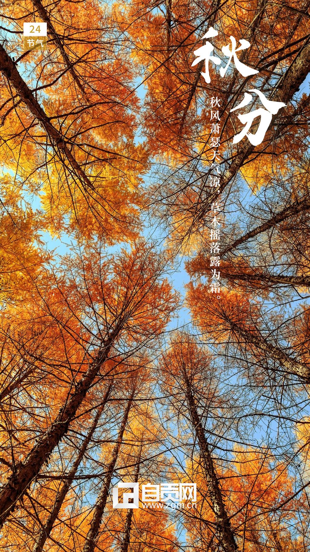 通用秋分節(jié)氣祝福實景手機海報(3).jpg